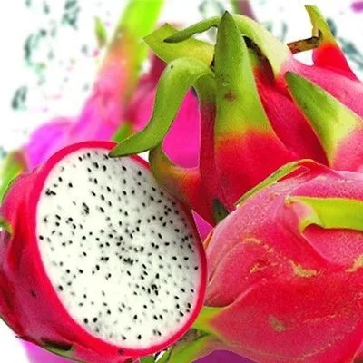 20 шт. Pitaya сад белый дракон фруктовый завод(Pitaya/Pitahaya/клубника груша) Бонсай