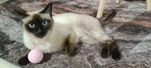 Toy Interactive-Ball Cat-Toys Catnip Training Smart Pet-Playing-Ball Pet-Squeaky-Supplies