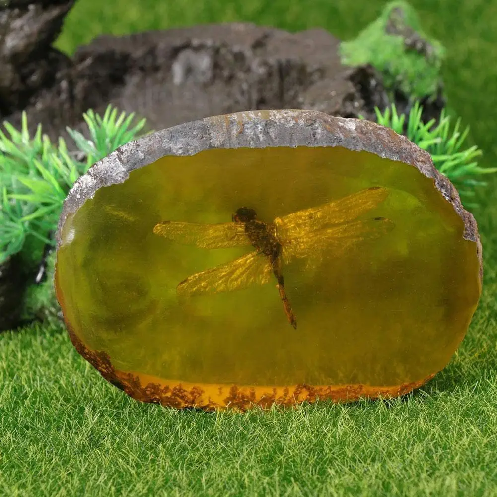 Collection Chinese Beautiful Amber Dragonfly Fossil Insects Manual Polishing Exquisite Gift Home Decor Dropshipping | Дом и сад