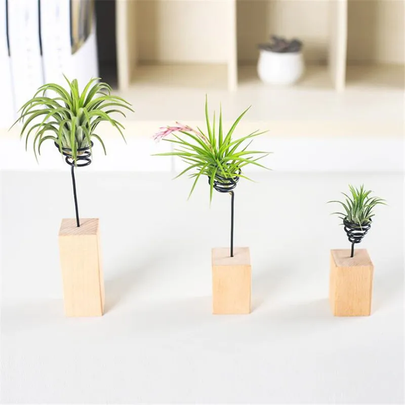 Air Plant Rack Container Display Stand Air Pineapple Base 12 Pieces ciudaddelmaizslp.gob.mx