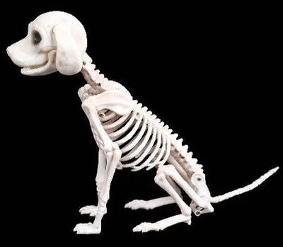 19cm 86g High quality Animal Skeleton toy Trinkets Halloween animal Skeleton decoration Bones house fashion artwork Party Decoration - Цвет: 19cm 86g