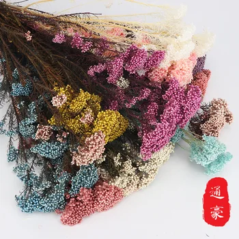 

Quality Is Not Easy to out Meters Living Popcorn Eternal Life hua li he with Flowers Home Plug Flowers 70g Popcorn