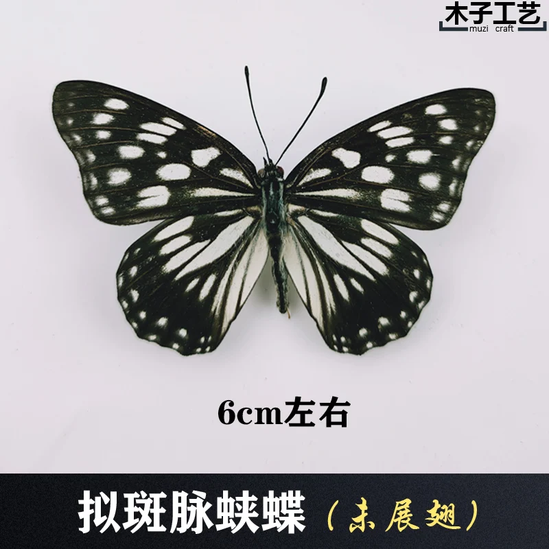 Real Butterfly Specimen Insect Specimen Teaching Specimen DIY Self-sealing Bags Optional Varieties  home accessories