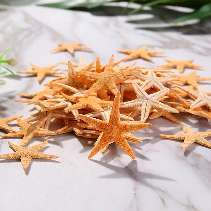 Natural Shell Ornaments Resin Starfish Ornaments Mini Real Starfish Craft Decoration Natural Sea Stars DIY Beach Cottage Wedding Decor sea shells party sea conch