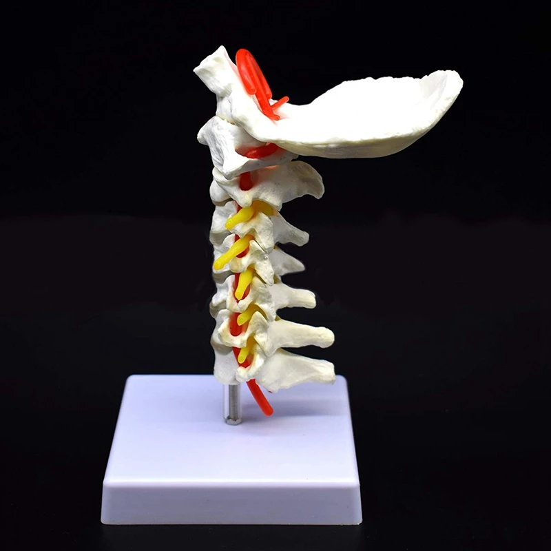 Cervical Vertebra Arteria Spine Spinal Nerves Anatomical Model Anatomy for Science Classroom Study Display Teaching Medical Mode