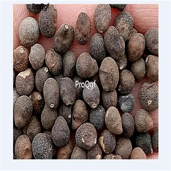 

Ngryise 500Pcs A Set Ceiba speciosa