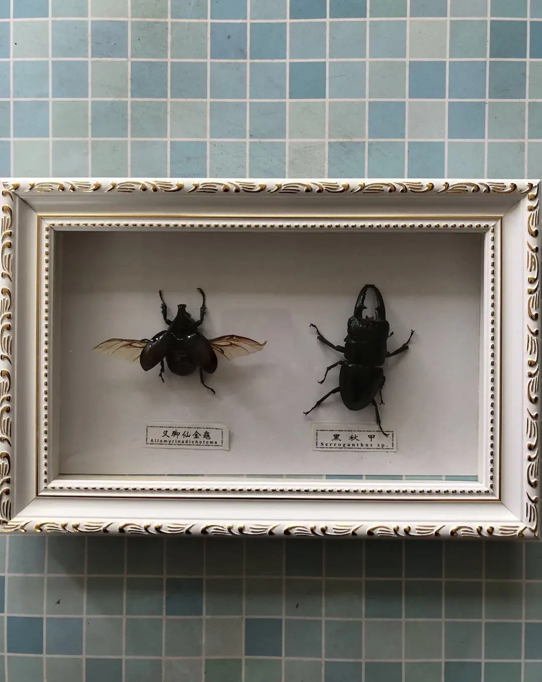 

insect specimen spider beetle scorpion crafts collection medicine textbook biological specimen boy gift