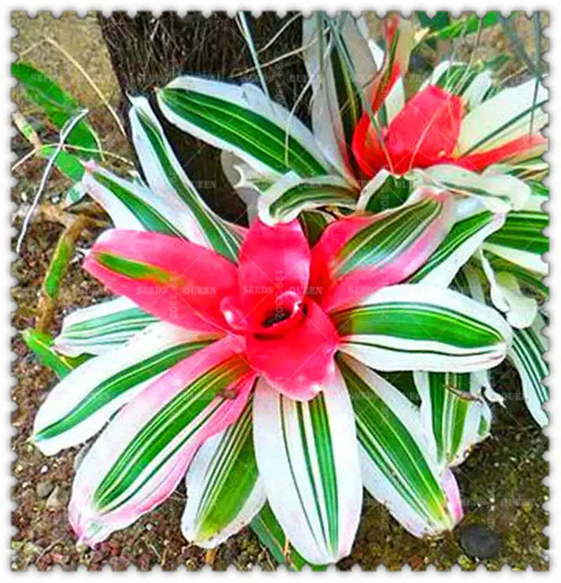 Бонсай 200 шт бромелиадный кактус редкий красочный цветок во дворе цветочный горшок для суккулентных растений посадка на товары для домашнего сада - Цвет: 4