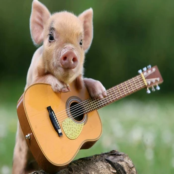 

Diamond Painting Animal Pig Piggy 5d Diy Mosaic Full Square Round Drill Diamant Of Rhinestone Daimond Embroidery Pictures Sale