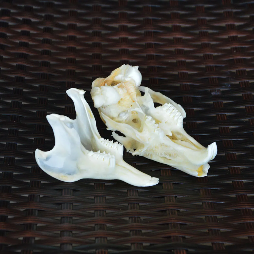 ワタウサギの頭蓋骨標本動物の骨標本 自然骨品質a Aliexpress