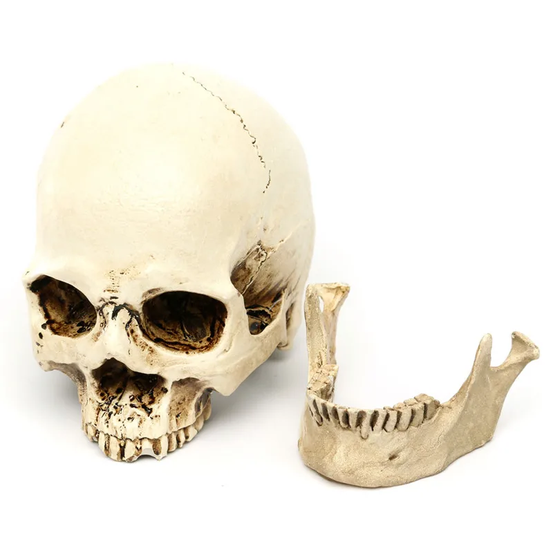 

Halloween Taro Props Bar Haunted House Room Escapes Decoration Horror Scary Decorative Human Skull Resin Trumpet Craft Skull