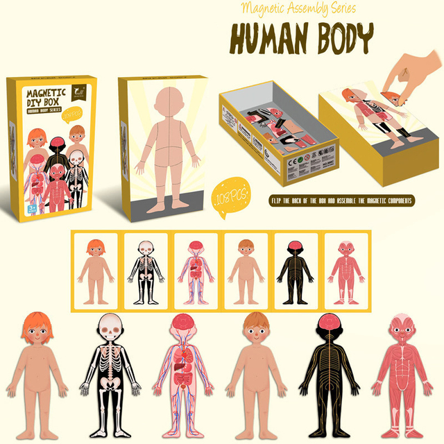 Human Body Anatomy Play Set Magnetic Assembly Puzzles Physiological Science Educational Toys for Kids Best Gift