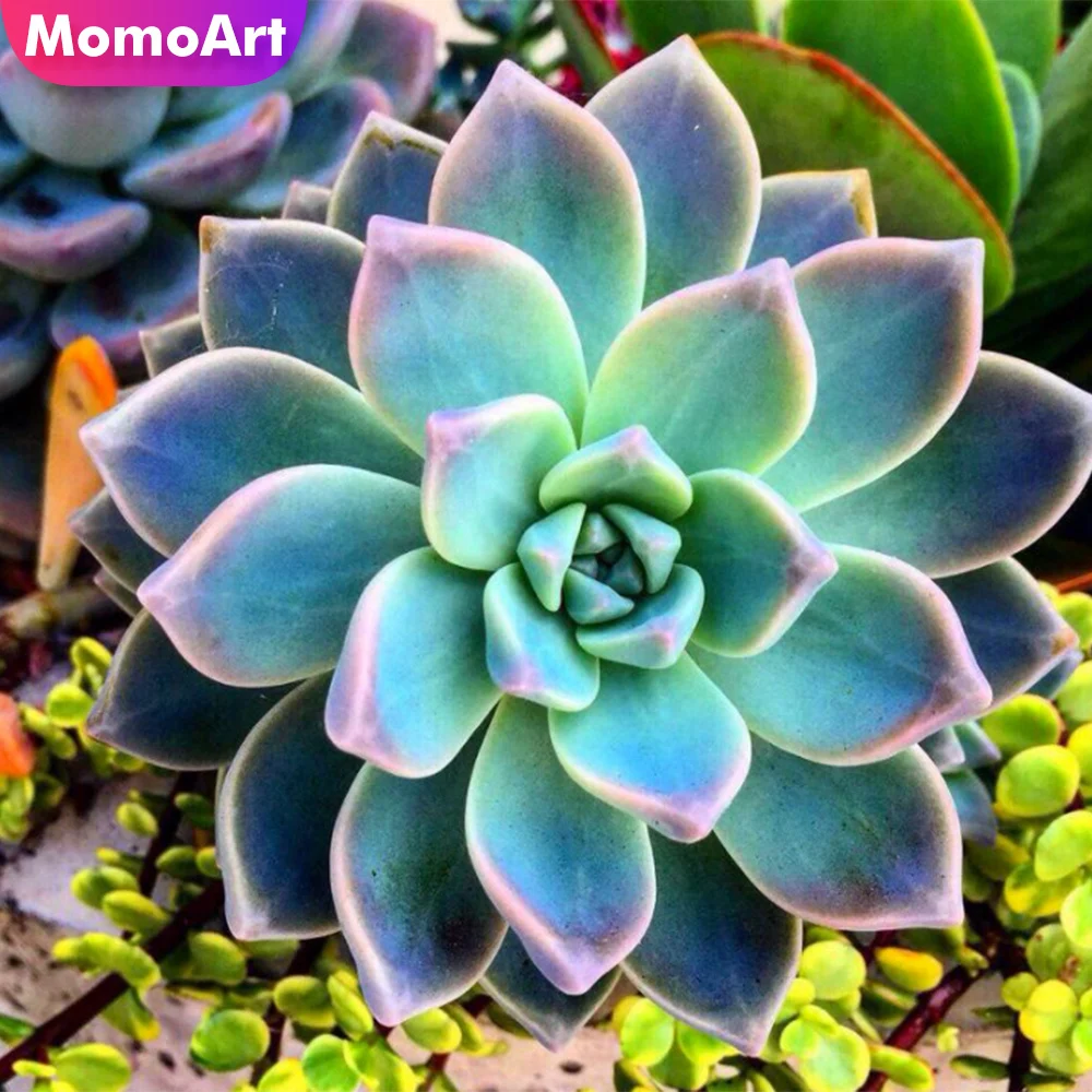 MomoArt Diamond Embroidery Succulents New Arrival 5D Painting Flower Cross Stitch Kits Mosaic Needlework Home Decoration | Дом и сад