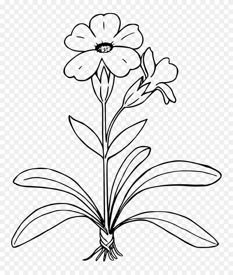 素描樱草剪贴画植物素描png图片素材免费下载 图片编号 Png素材网