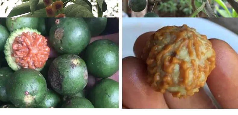 Nepal five диамон bodhi hand string натуральная паста мужские браслеты из бисера Rudraksha play jewelry 3 старый материал
