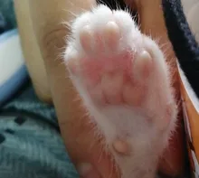 Scissors Nail-Cutter Professional Claw-Toe LED Pet-Dog-Cat Clea Stainless-Steel Safety