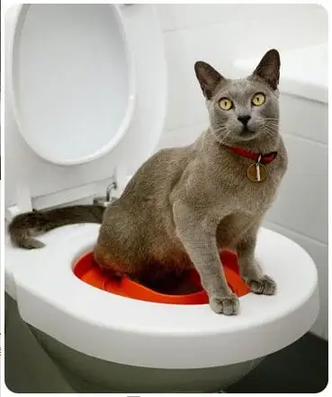 Online Berufs Cat Training Wc Sitz Pet Box Kit Zug Liebe Sauber Katzen Verwenden Menschliche Toilette Einfach Zu Lernen Wurf Toilette box Geschenk