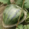 Watermelon Shaping Mold Square Eco-friendly No Deformation Creative Plastic Heart Shape Transparent Shaping Mold for Fruit 1