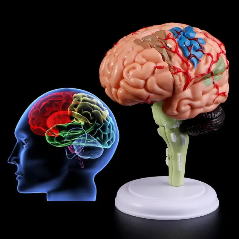 

4D Disassembled Anatomical Human Brain Model Anatomy Medical Teaching Tool Statues Sculptures Medical School Use LX9A