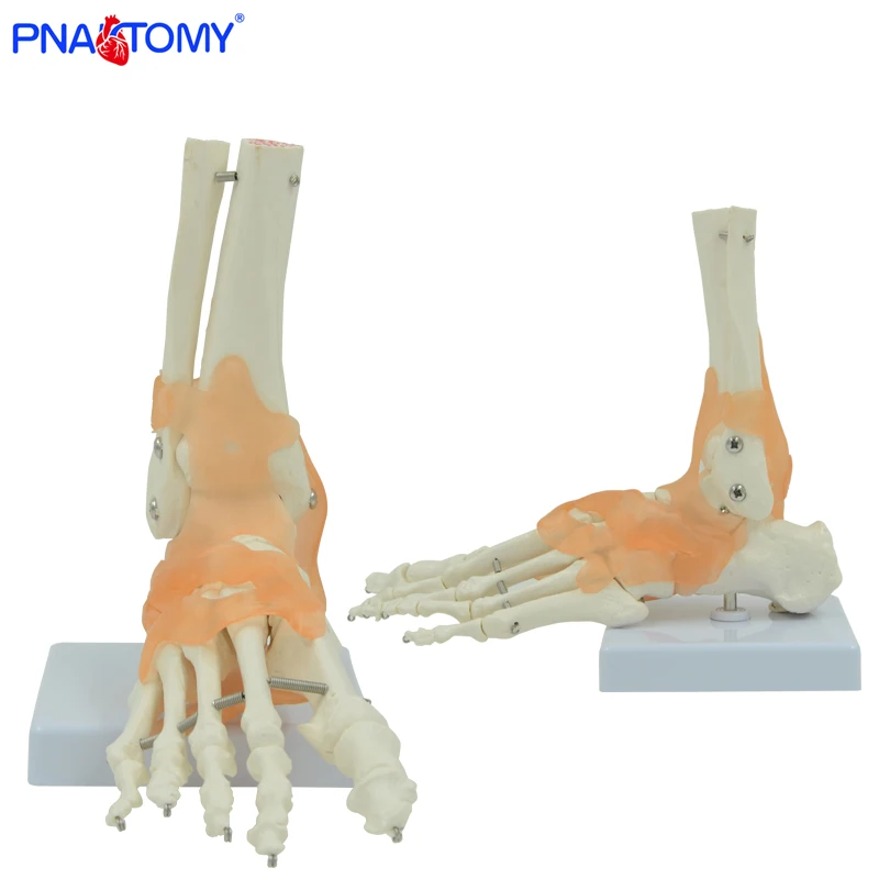 Flexible human foot bone model life size with base and ligaments medical teaching tool educational model anatomical PANTOMY