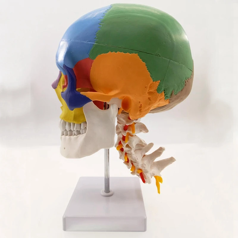 Анатомия человека анатомическая модель скелета для продажи Череп с цветными костями шейного позвонка медицинская скульптура