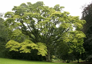 

Phellodendron Amurense Amur Cork Tree Huang Bo