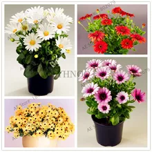 100 шт./пакет, в африканском стиле, с голубыми глазами Дейзи flores Остеоспермум растения семена бонсай цветок Плант, природа горшечные растения для дома и сада