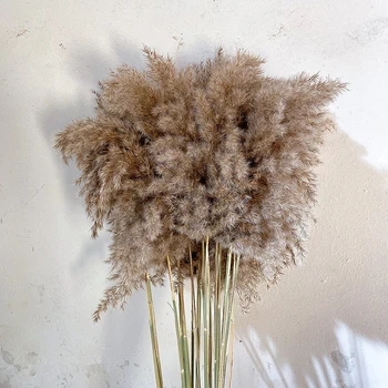 

10/20 Pcs Natural Pampas Grass Wedding Phragmites &Reed Bunch Flowers Dried Reed Christmas Home Wedding Decoration Bouquet