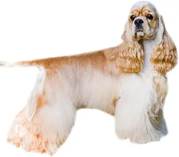 

Dinghy Tuzik overalls English Cocker Spaniel bitch warm