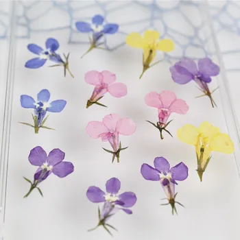 

Six times Lee flower head dried flowers pressed flowers DIY handmade Epoxy mobile phone shell scented candle flower material