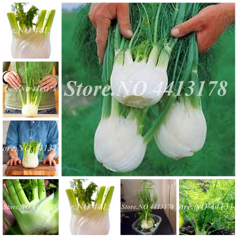 

Europe Fragrant Fennel Bonsai Fresh & Green Organic Vegetable Foeniculum Anise-Flavored Crispy Bonsai Garden Plant 100 pcs/ Bag
