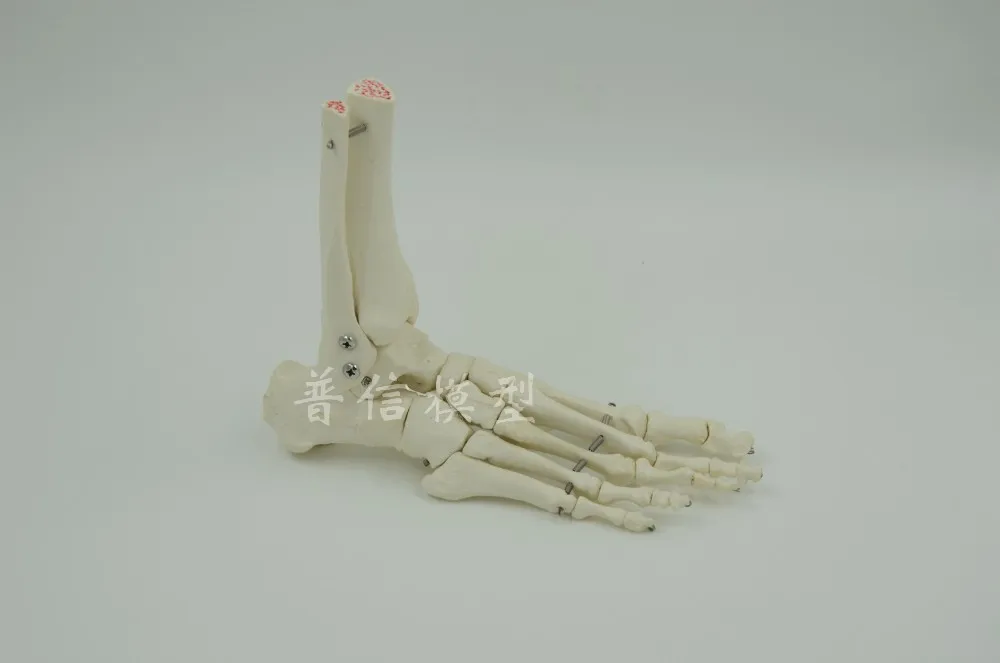 Human spine bone skeleton model 45cm sitting posture model Medical Science teaching supplies