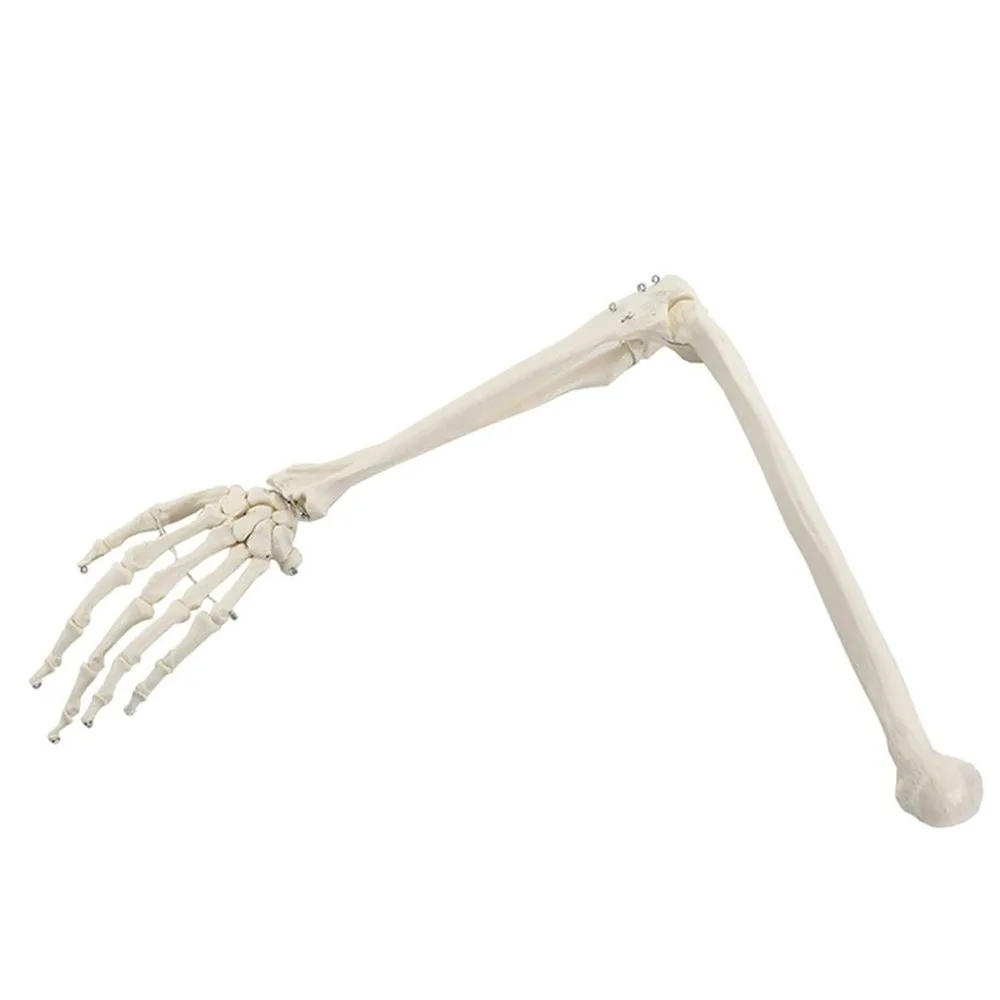 1:1 Human Bone Model of Bone Adult Arm of Upper Limb Arm and Radius Hand Medical Science School Teaching Supplies
