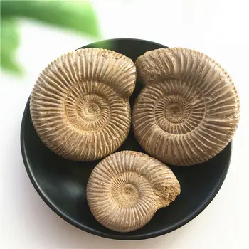 

Natural Paleontological Fossil Ammonoid Mineral Geological Teaching Specimen Raw Rough Gemstone Decoration Collection Gift