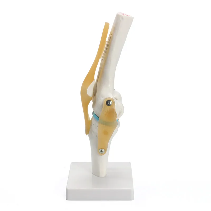 1:1Human Skeleton Knee Joint with Ligaments Model Anatomy Models Medical Science Teaching Supplies