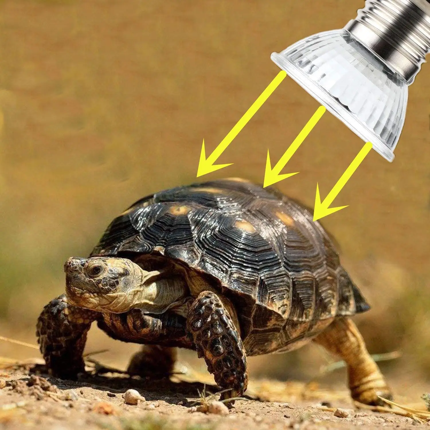 uv light for turtle