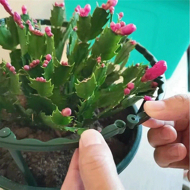 Félköri Műanyag Növényi Virág Tartóhalom Halom Állvány Kerti Üvegházhatású Gyümölcsösök Bonsai Elrendezés Rögzítő Rúd Tartó Kertészeti Szerszám - Image 6