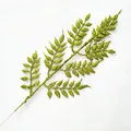 Green C