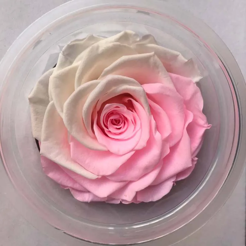 

2pcs Preserved rose Flower forever Flowers Immortal Rose 8CM diameter Valentine's day gift Eternal Life Flower Material gift box