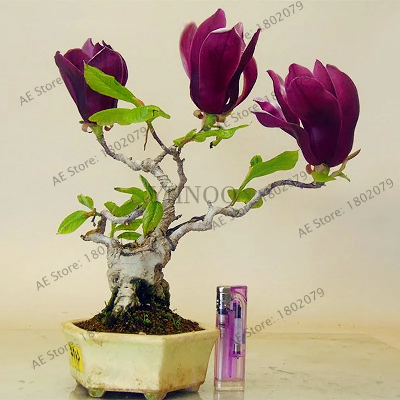 30 шт./пакет Магнолия растения, прекрасный бонсай цветок магнолии растения для дома и сада посадки, легко растить