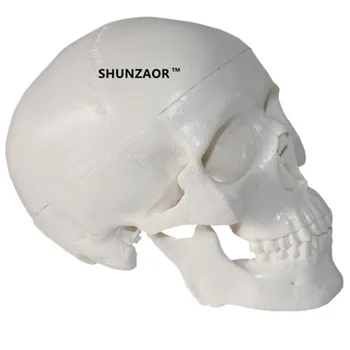 

High Details Mini Human Head Skull Skeleton Model Medical Anatomy Learning
