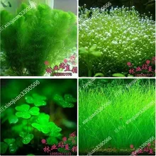 Смешанные 100 шт./упак. растения рыбы в аквариуме украшения сада травы аквариумные растения семена бонсай