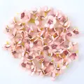 Pink daisy