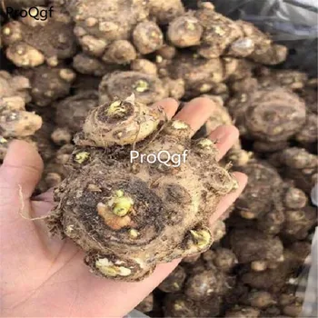 

Ngryise 3Pcs A Set 10-15cm cluster big bulb Zantedeschia aethiopica Calla lily