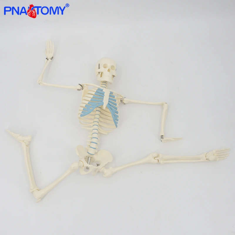 85cm Skeleton Model Human Anatomy Skull Spine Ribs Pelvis Bone Arms and Legs Foot and Hand Tool Medical Science