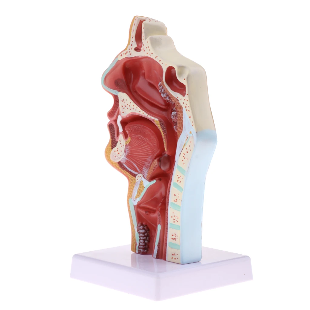 Longitudinal Section Human Nasal Oral Cavity Throat Pathology Model Educative Learning Resources