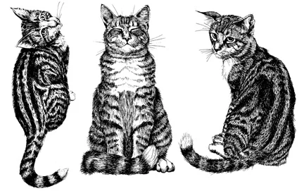 

CLEAR STAMP cat DIY Scrapbook Card album paper craft silicon rubber roller transparent stamps 665