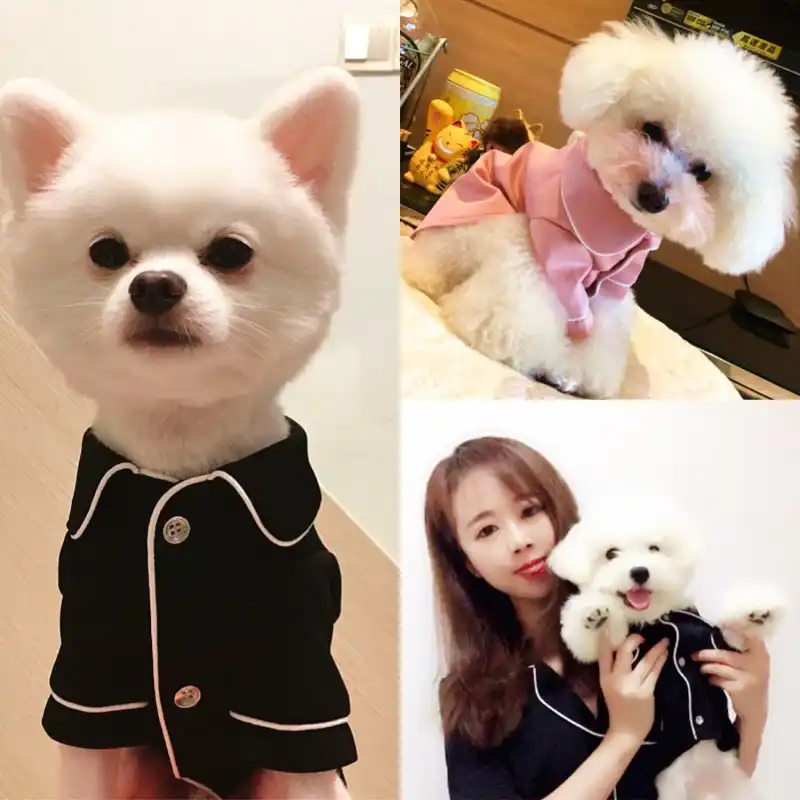 teddy bichon