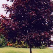 Горячая Распродажа! 20 шт./партия фиолетовый кленовый сад Редкий в мире, красивый фиолетовый клён бонсай растения деревья,#3VN9S5