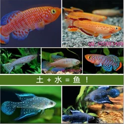 Jouets de noël pour enfants, eau + terre magique = poisson, poisson, Medaka, killifish, œufs de poisson, croissance des œufs, nouveauté drôle, 20 œufs/Lot, 60mm L 